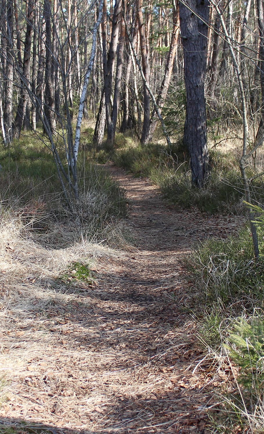 away, path, hiking, migratory path, trees, forest, land, plant HD wallpaper