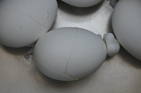 egg, burst, torn, expired, protein, white, boiled eggs, shell HD wallpaper