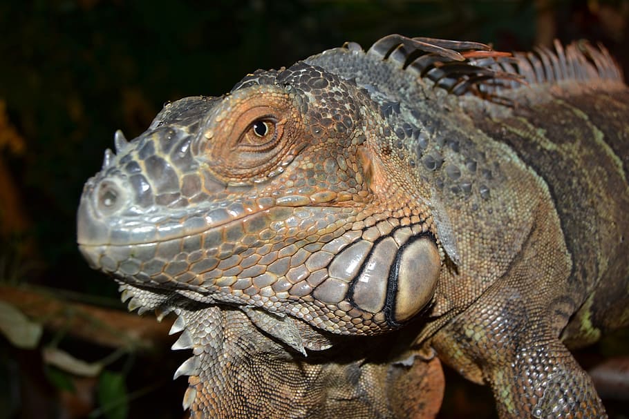 Reptile, Terrarium, Creature, Lizard, close, green, animal HD wallpaper