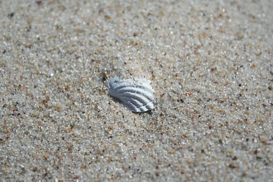 seashell, sand, beach, summer, the baltic sea, animal, animal wildlife HD wallpaper