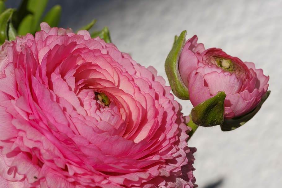 buttercup, ranunculus, blossom, bloom, spring, flowering plant HD wallpaper