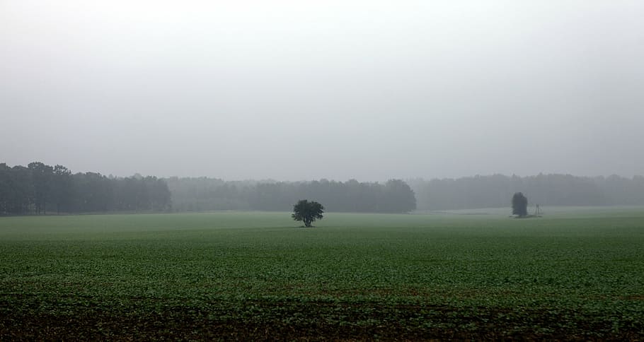 fields, autumn, rainy, cloudy, tree, lonely, empty spaces, november, HD wallpaper