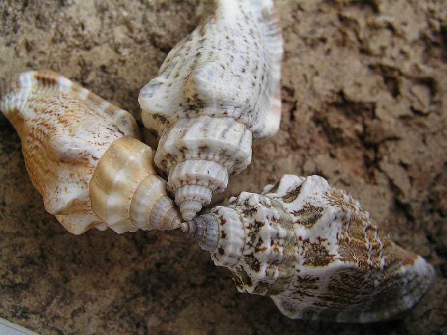 shells, seaside, sand, snail, animal, animal themes, animal wildlife HD wallpaper