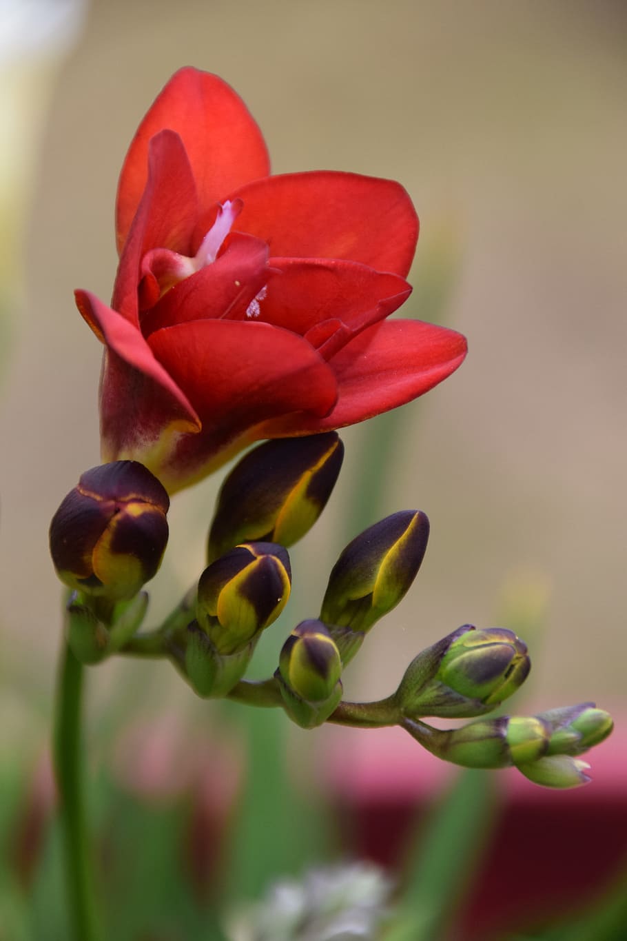 flower, summer, garden, flowering plant, close-up, beauty in nature HD wallpaper