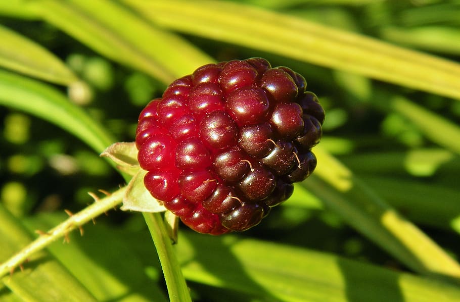 blackberry, blackberry bush, blackberries, close up, unripe, HD wallpaper