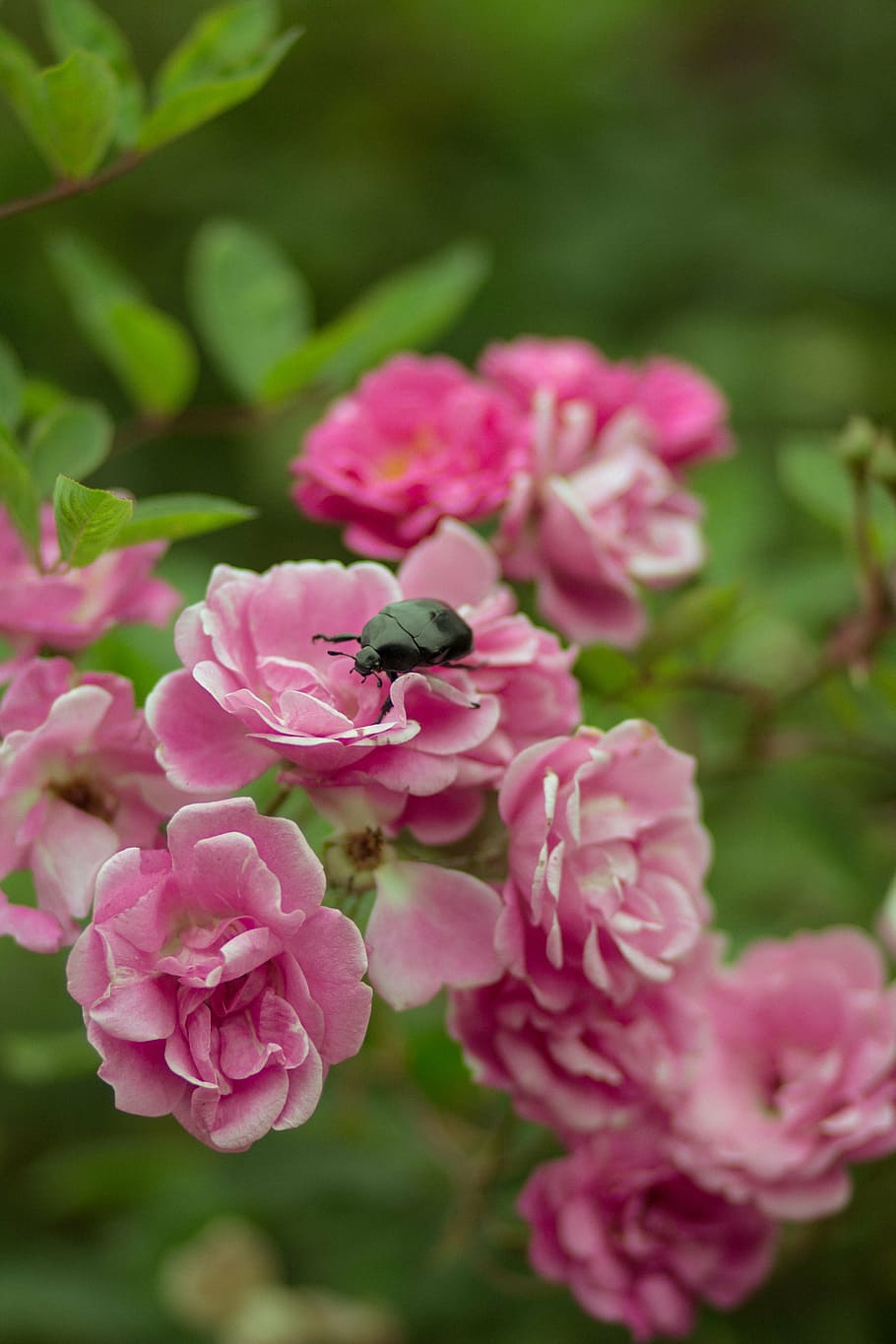 flowers, bugs, nature, green, spring, insects, biology, life HD wallpaper