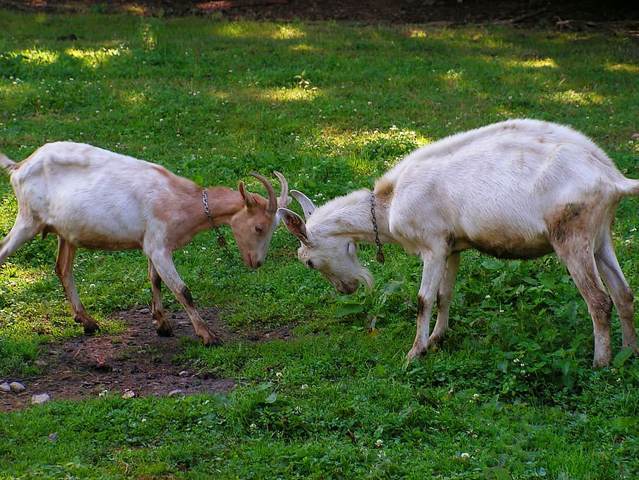 goats, match, corners, meadow, mammal, pastures, animal, nature HD wallpaper
