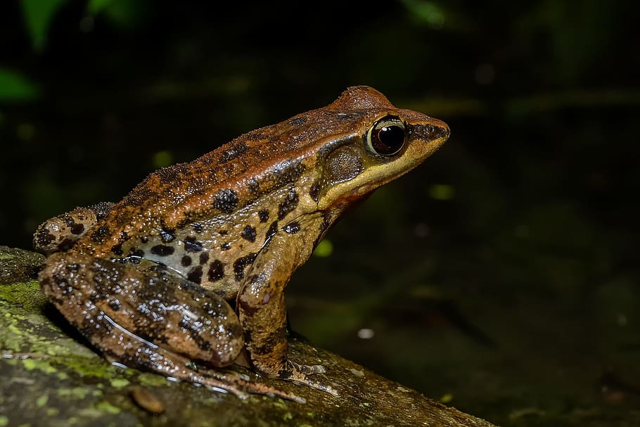 Frog, Amphibians, one animal, reptile, animal wildlife, animals in the wild HD wallpaper