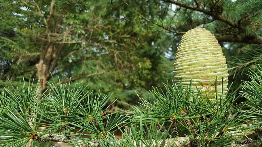 pine, cone, tree, branch, nature, green, seasonal, plant, growth HD wallpaper