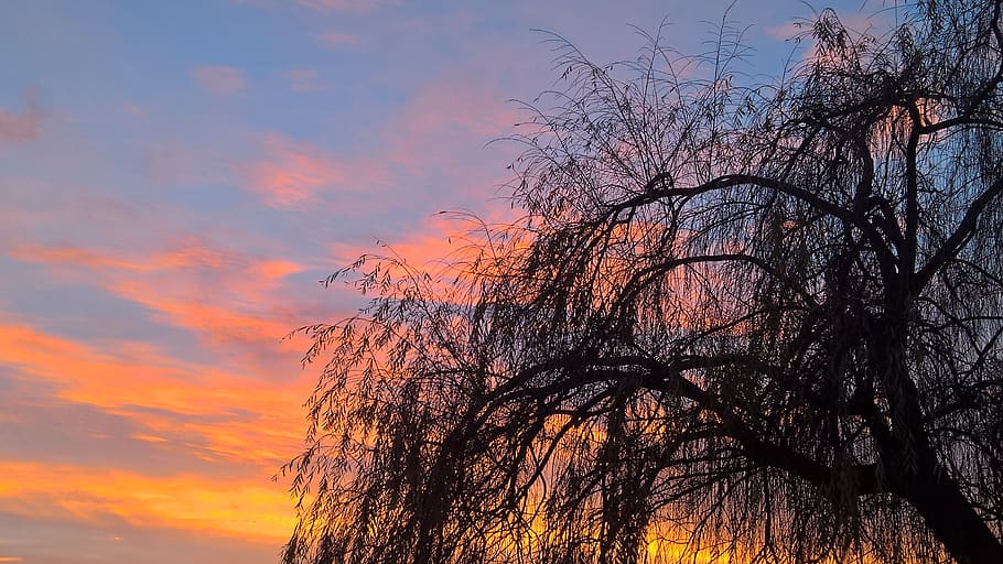 nature, tree, twilight, landscape, sun, sunset, clouds, sky HD wallpaper