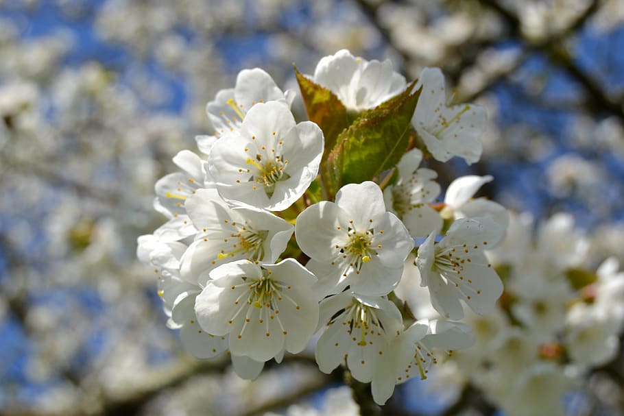 cherry blossom, nature, white, garden, spring, flowers, flowering HD wallpaper