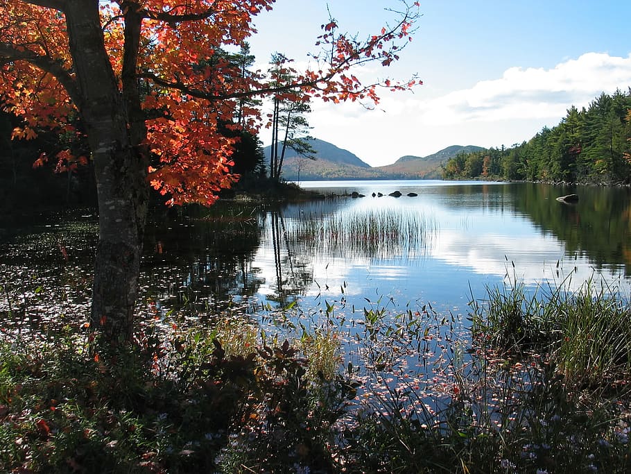 forest, mountains, and body of water photography during daytime HD wallpaper