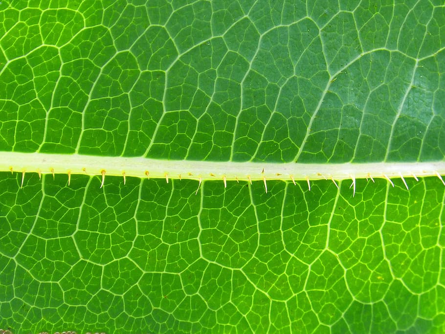 leaf, background, trasluz, abstract background, nature, green Color HD wallpaper