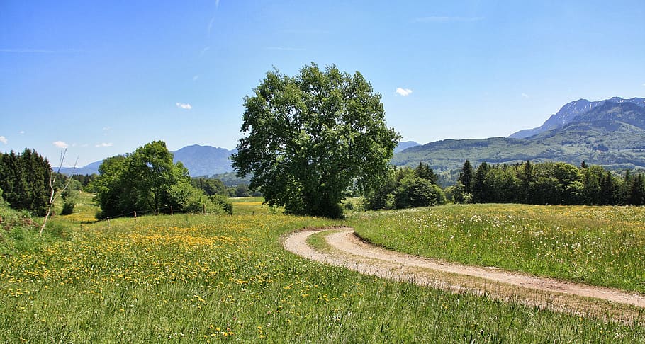 nature, landscape, tree, grass, summer, panorama, sky, field HD wallpaper