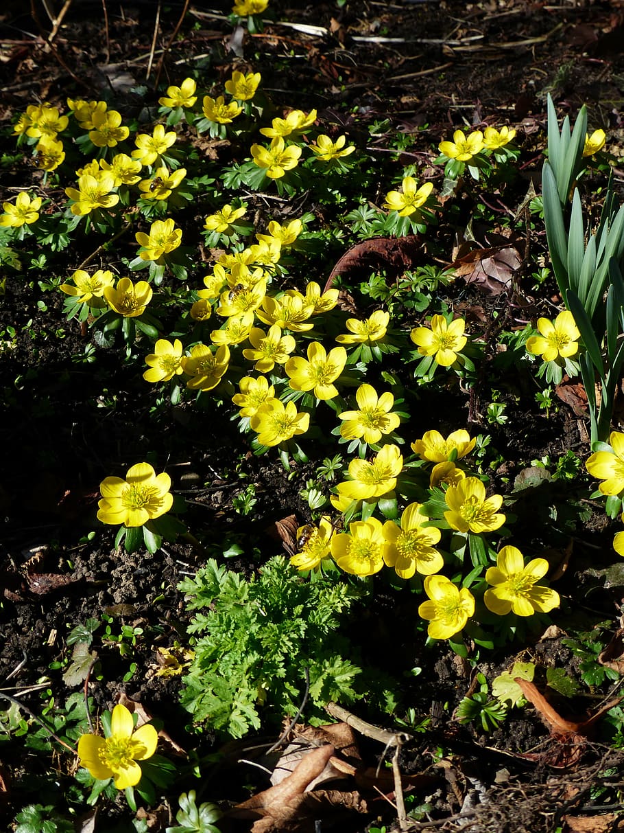 winter linge, flower, blossom, bloom, yellow, eranthis hyemalis HD wallpaper