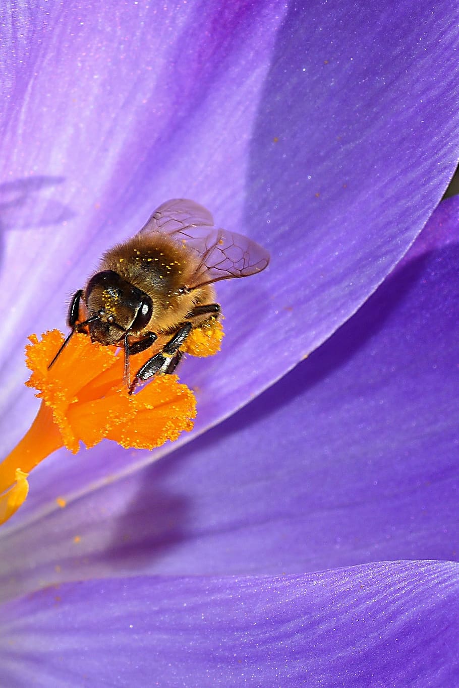 blossom, bloom, stamp, insect, crocus, spring, bee, one animal HD wallpaper