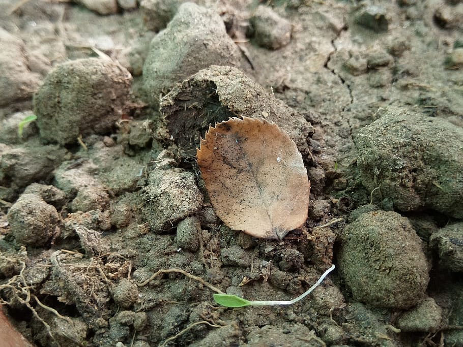 leaf, brown, soil, nature, autumn, fall, natural, plant, leaves HD wallpaper