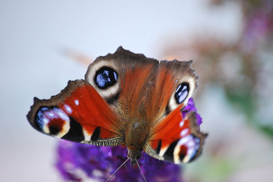 blossom, bloom, macro, flower, close, butterfly, animal themes HD wallpaper