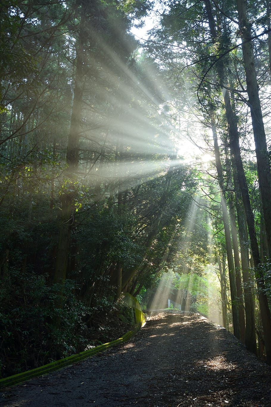 summer, sunbeams, trailhead, tree, forest, sunlight, plant HD wallpaper