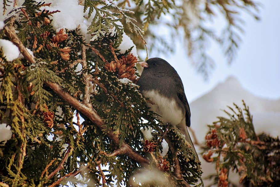 shallow focus photography of black and white bird on tree branch HD wallpaper