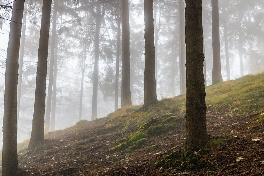 highland, mountain, trees, plant, grass, nature, fog, forest HD wallpaper