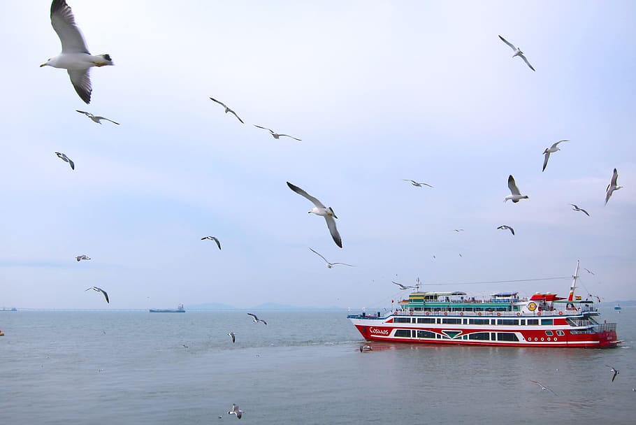 sea, seagulls, ocean, ship, flying, birds, sky, wings, bird watchin HD wallpaper