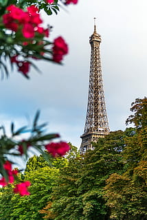 red flowers, view of brown tower behind green trees, eiffel tower HD wallpaper