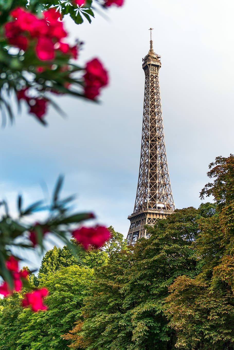 red flowers, view of brown tower behind green trees, eiffel tower HD wallpaper