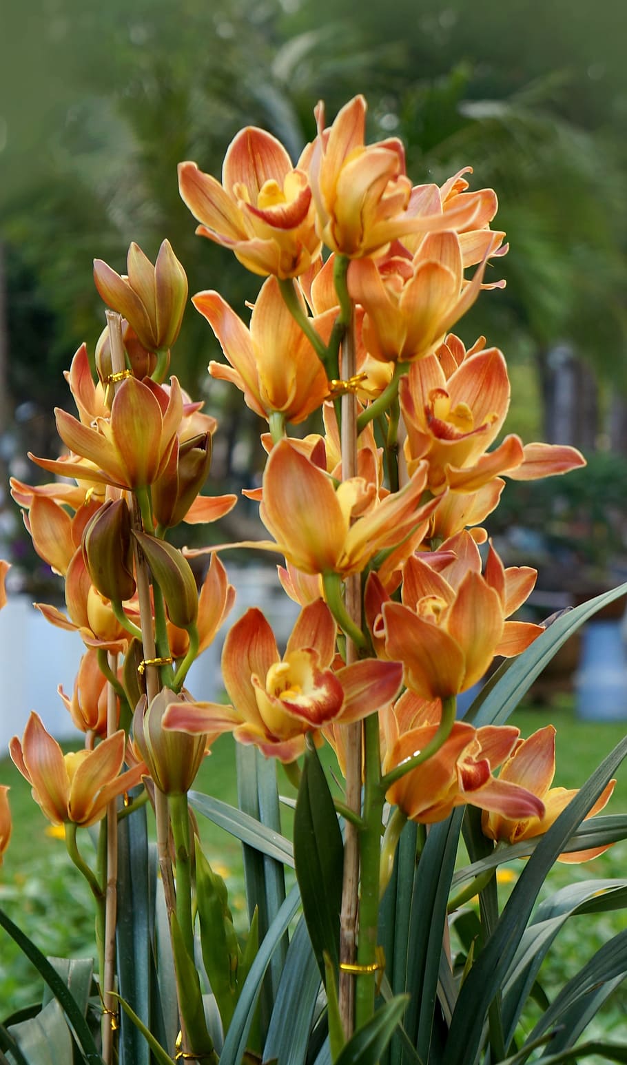 orchids, natural, spring, flowering plant, beauty in nature HD wallpaper