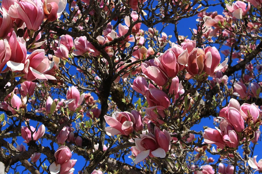 spring, flowers, tree, bloom, plant, pink color, low angle view HD wallpaper
