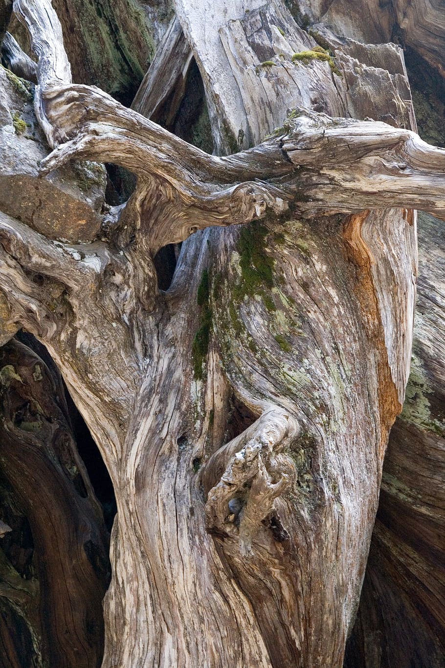 wood, structure, texture, background, tree, tree trunk, textured HD wallpaper
