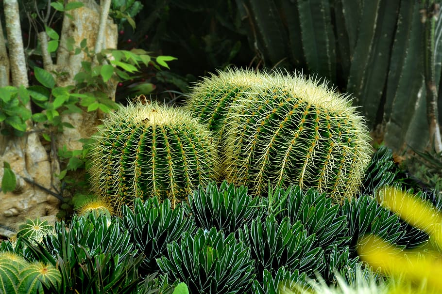three green cactus, sharp, nature, plant, flower, natural, garden, HD wallpaper