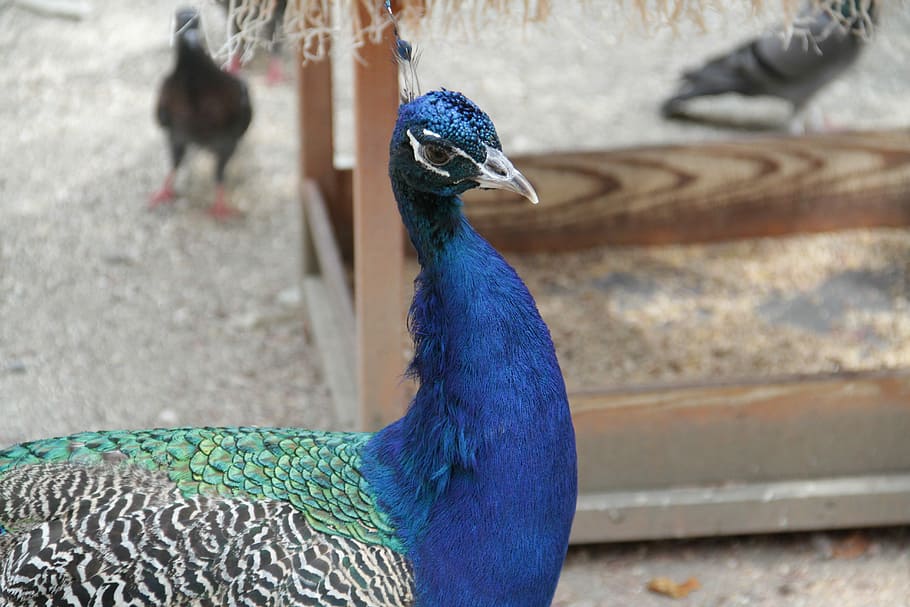 Peacock, Bird, Zoo, animal themes, one animal, animals in the wild HD wallpaper