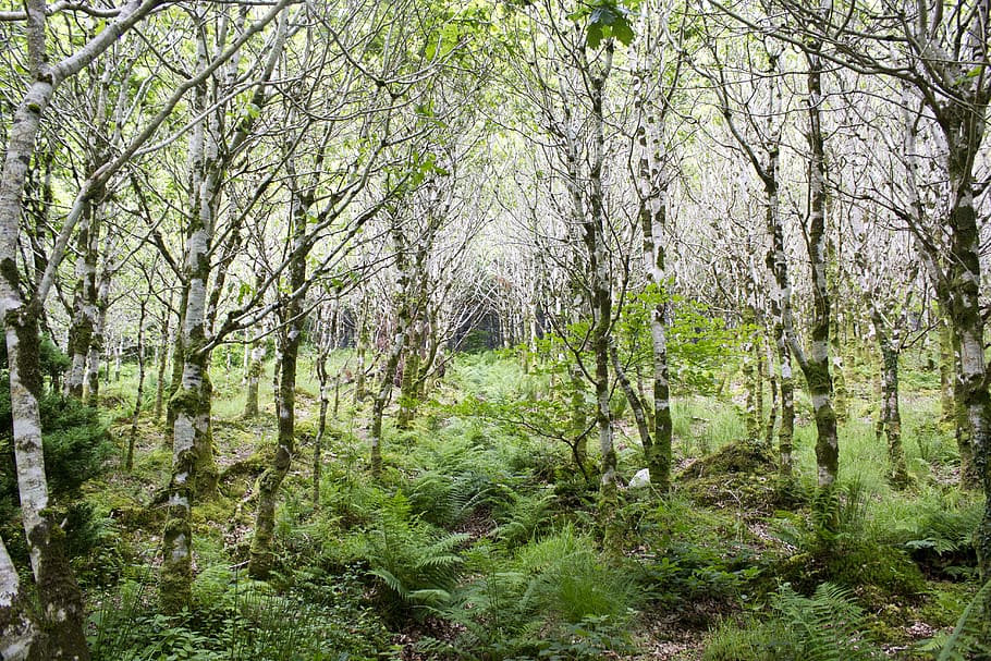 birch forest, trees, nature, green, leaves, plant, land, growth HD wallpaper