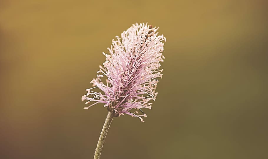 Plantain, Blossom, Bloom, Nature, pink, plantain greenhouse, HD wallpaper