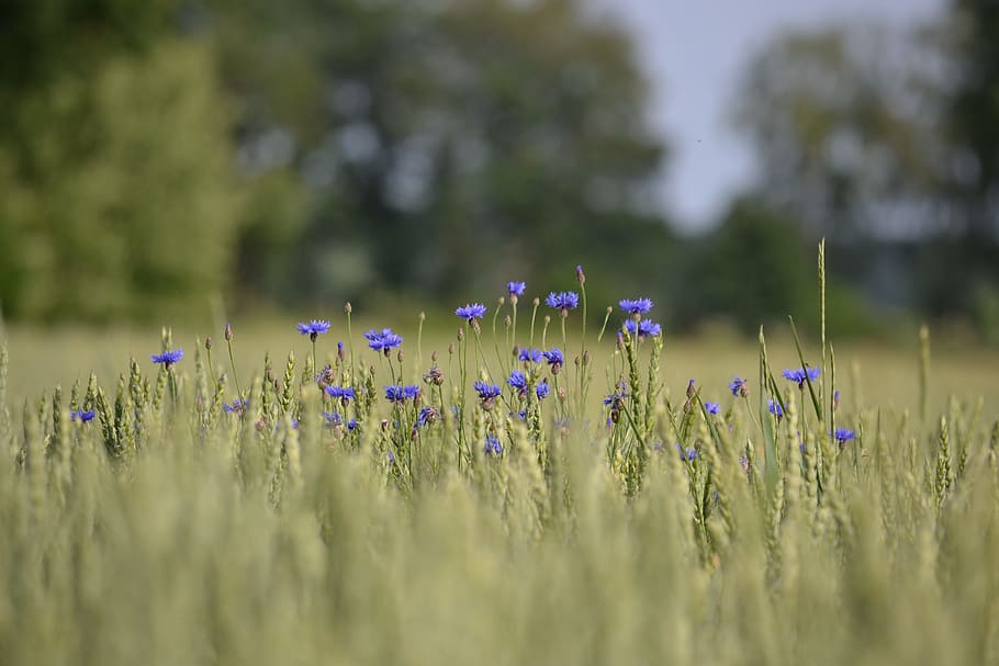 cornflower, field, cornfield, blue, arable, ear, nature, plant HD wallpaper