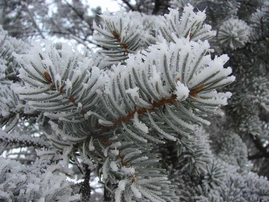 grayscale photography of outdoor tree, winter, snow, pine, frost HD wallpaper