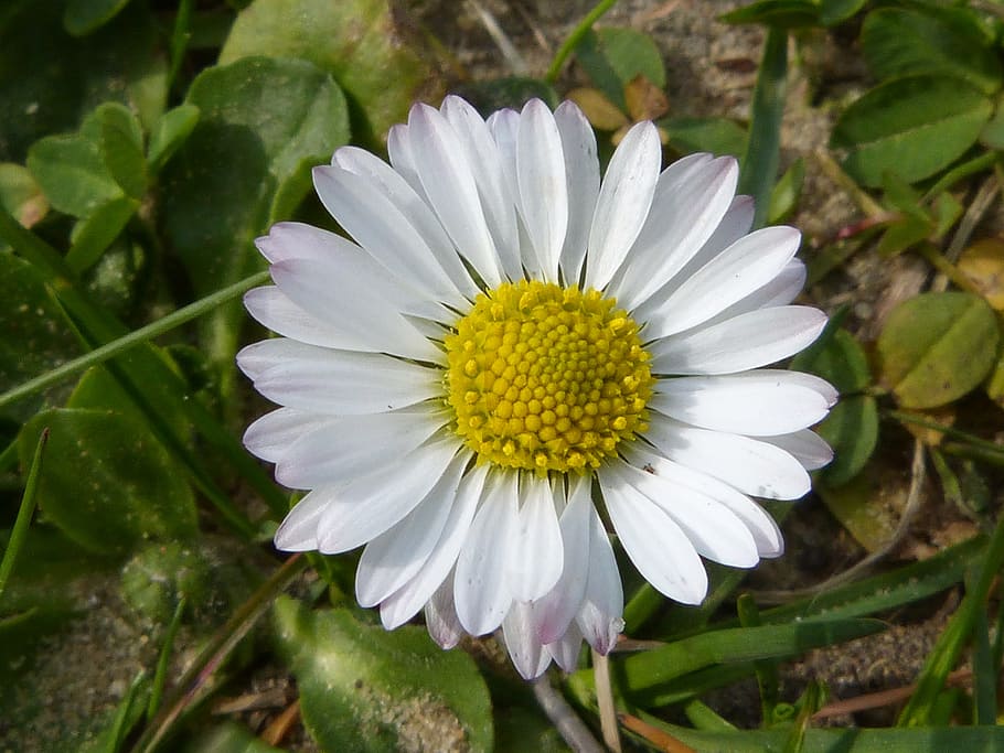 daisy, close, spring, quality, petals, flower, blossom, bloom HD wallpaper