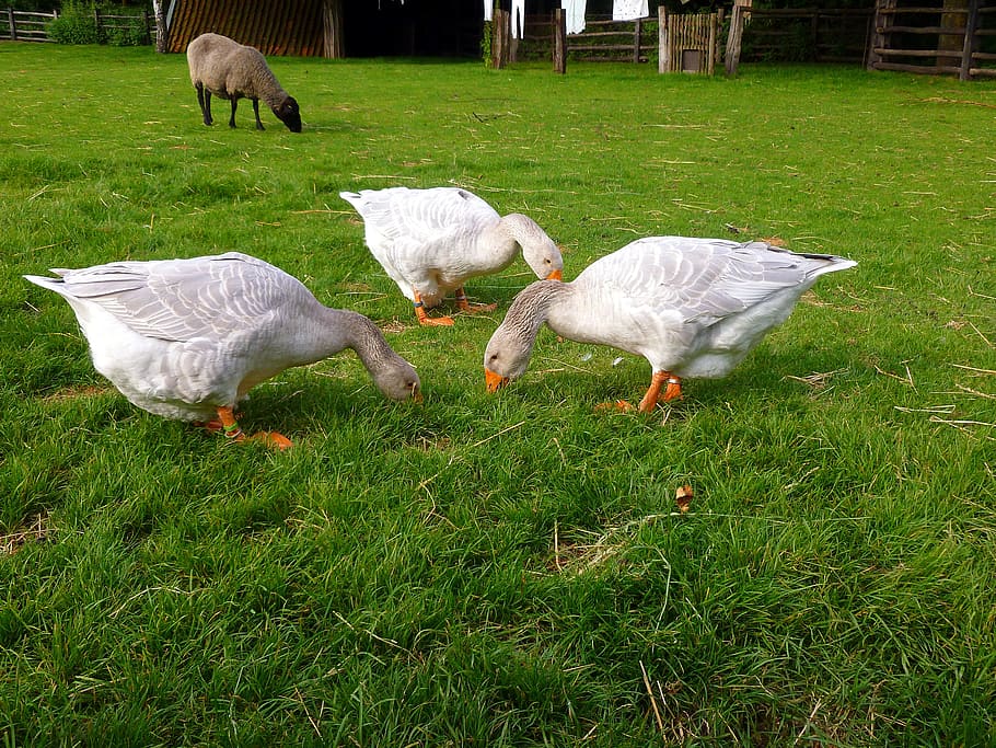 geese, three, sheep, meadow, grass, eat, clothes line, green HD wallpaper