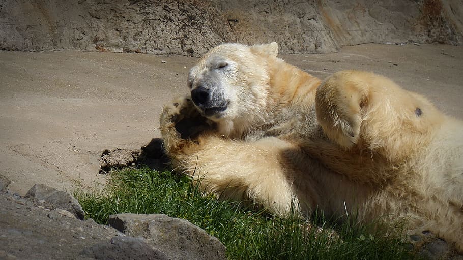 Polar Bear, Sun, Bear, Predator, sleep, white bear, animal world HD wallpaper