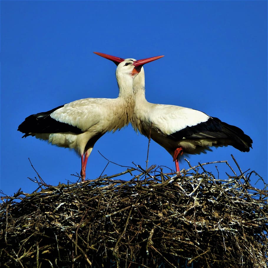 storks, storchenpaaar, beaks, nest, bird's nest, feather, adebar HD wallpaper