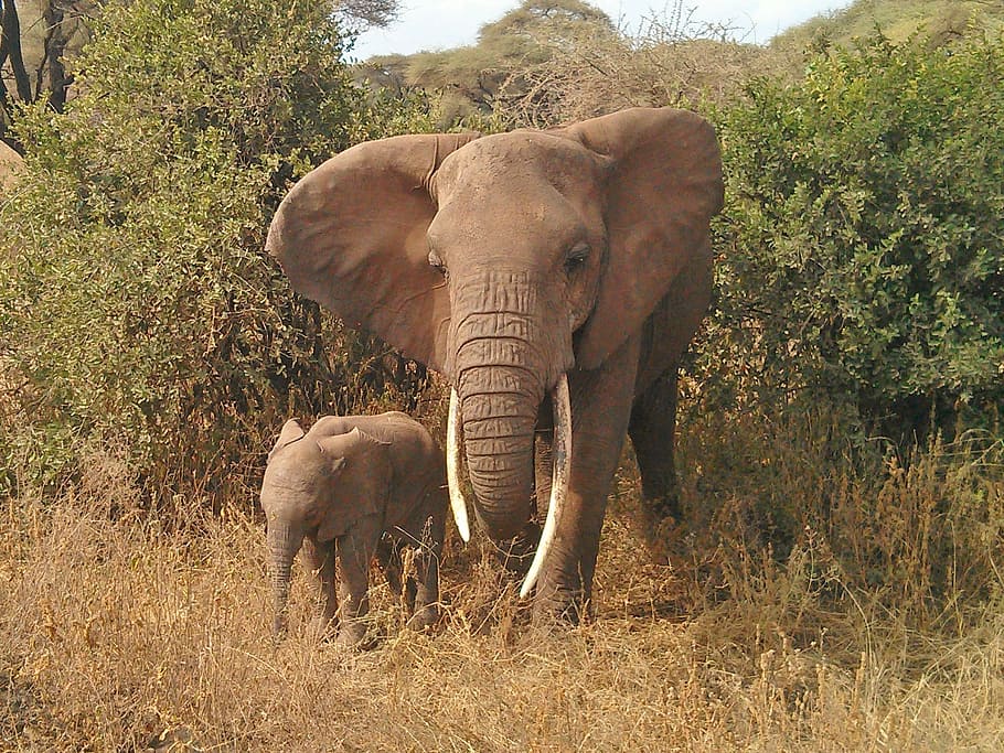 elephant, animals, africa, animal themes, mammal, animal wildlife HD wallpaper