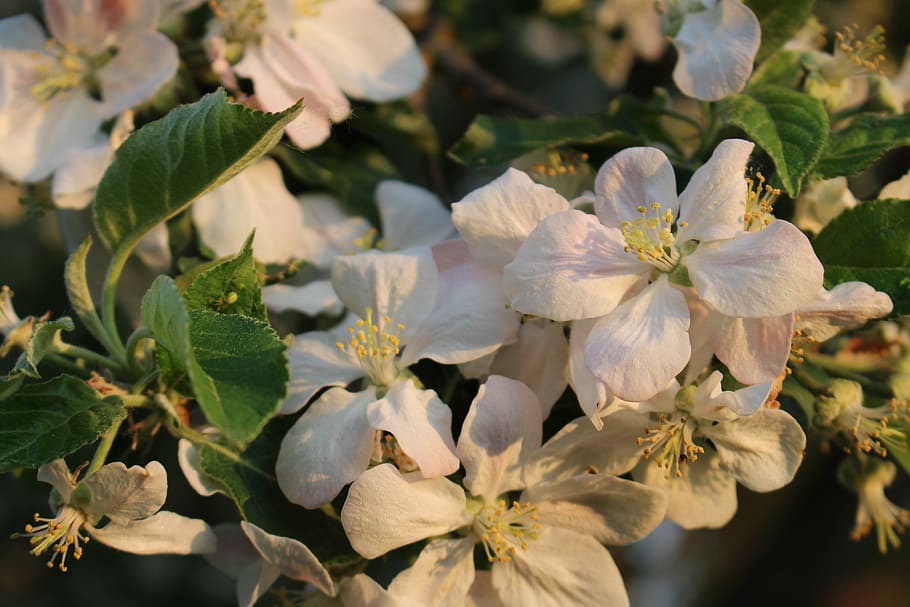 apple tree, blossom, bloom, white, spring, fruit tree, apple tree blossom HD wallpaper