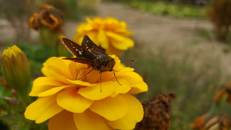 Flowers, Bug, Butterfly, Insects, Autumn, plants, moth, affix HD wallpaper