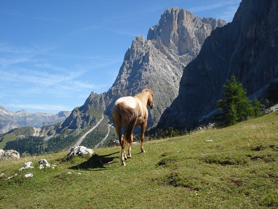 dolomites, val gardena, south tyrol, haflinger, horse, alpine, HD wallpaper