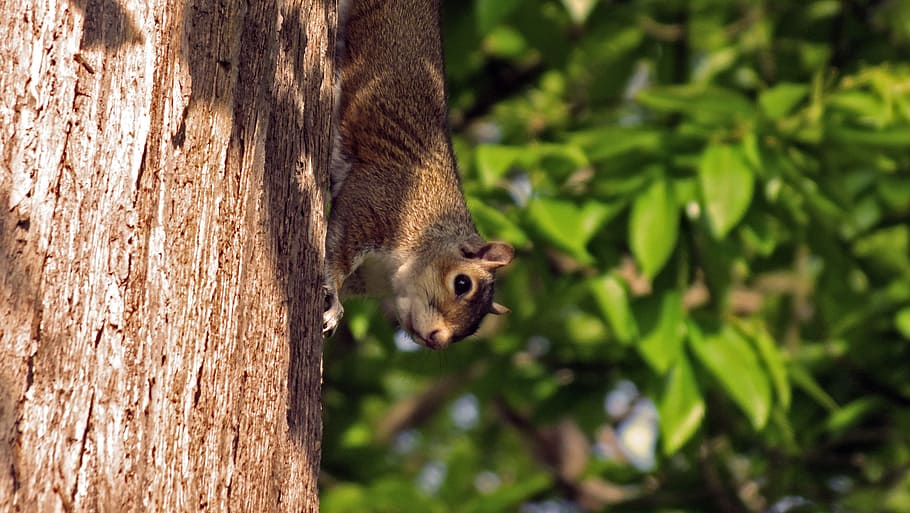 Squirrel, Squirrels, Nature, park, wildlife, animals, outdoors HD wallpaper