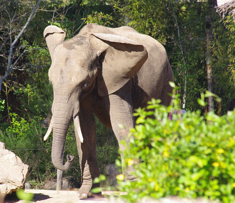 elephant, zoo, the arrow, animal themes, plant, animal wildlife HD wallpaper