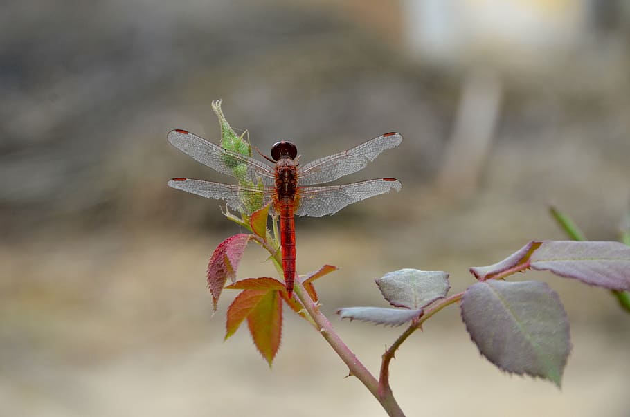 dragon fly, nature, rose bud, close-up, plant, no people, focus on foreground HD wallpaper
