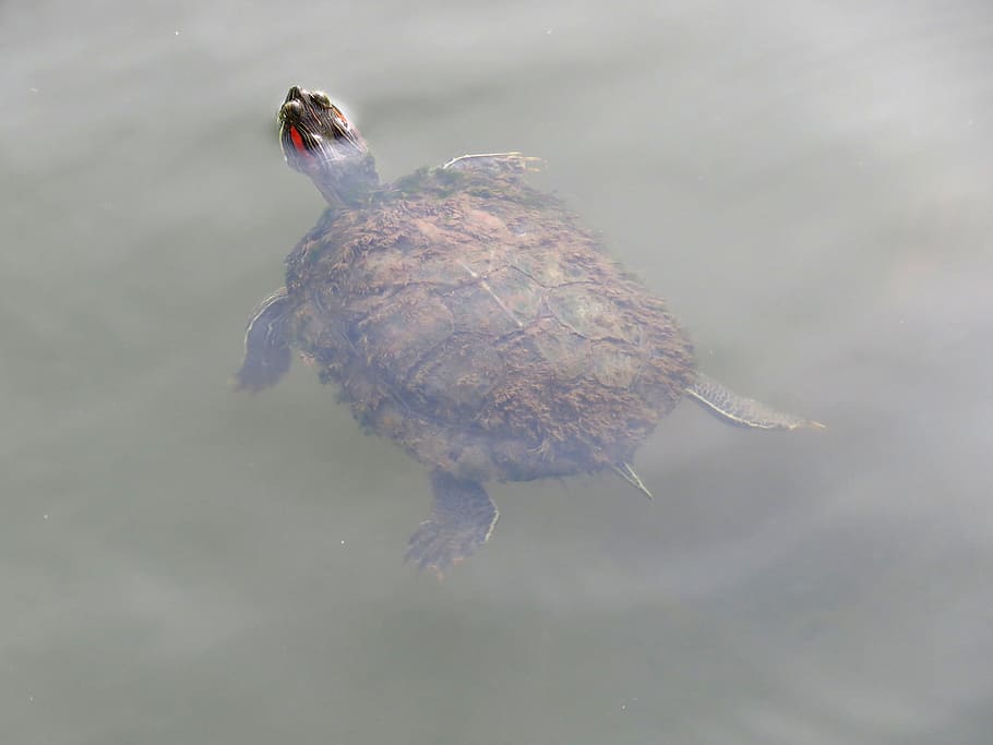 Tortoise, Swimming, Water, floating, nature, one animal, no people HD wallpaper