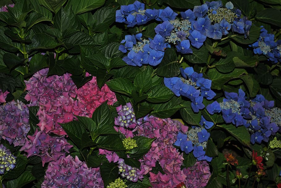 flower, summer, hydrangea, leaf, plant part, beauty in nature HD wallpaper